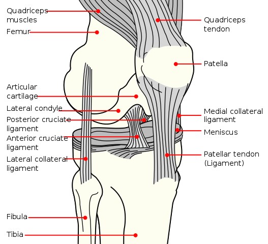 Knee Diagram from Wikimedia Commons