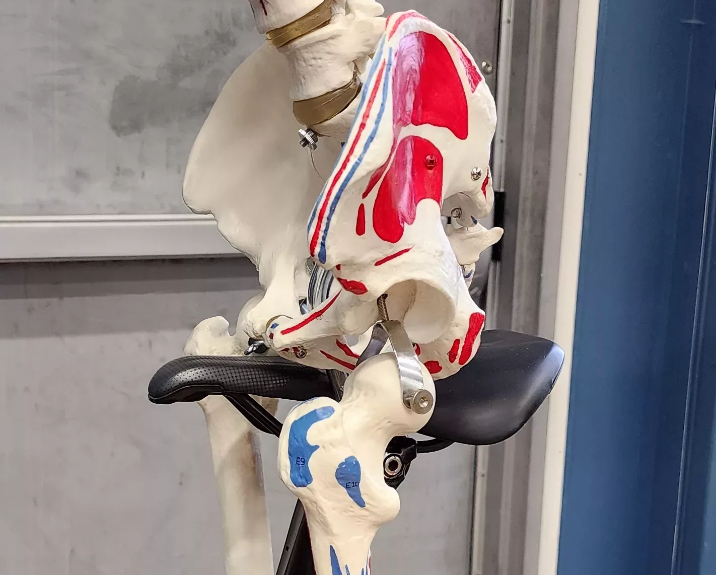 skeleton on bike saddle
